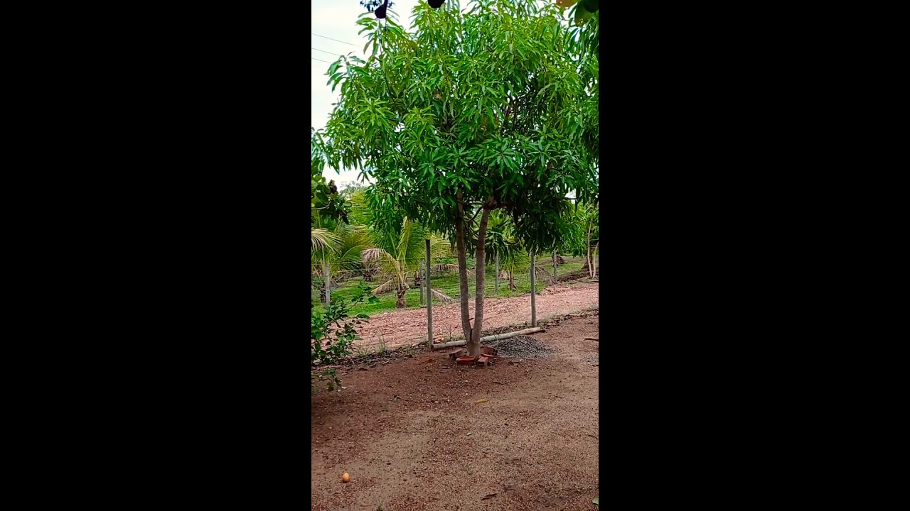 Chácara Pequena!! Sonho pra muitos!!