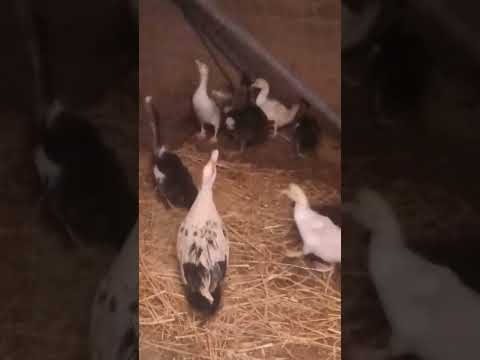 لو نقلتى بططتك هتبوظى انيتك ام ياسين