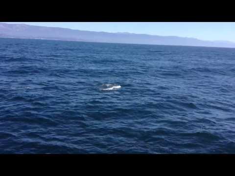 Common Dolphins in Channel Islands