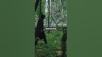 🔥 Unleashing the New Ranger Class in D&D 5.5 continued! | Part 3 | Final Part ⚔️ #dnd #shorts