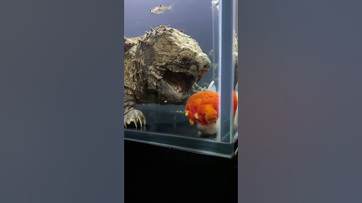 Feeding the turtle with goldfish? I always feel a bit sad about it. #koi #goldfish #fish