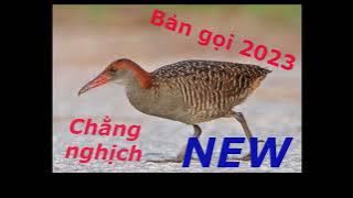 TIẾNG CHIM CHẰNG NGỊCH MỒI GỌI NHAU MỚI NHẤT 2023/BAO 100% ĂN CHIM/ #birdsong #TNSlingshot