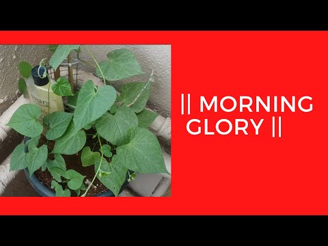 Vídeo: Necessidades de rega de glória da manhã - Como e quando regar as plantas de glória da manhã