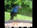 Common grackle gorging on birdseed 6/8/26