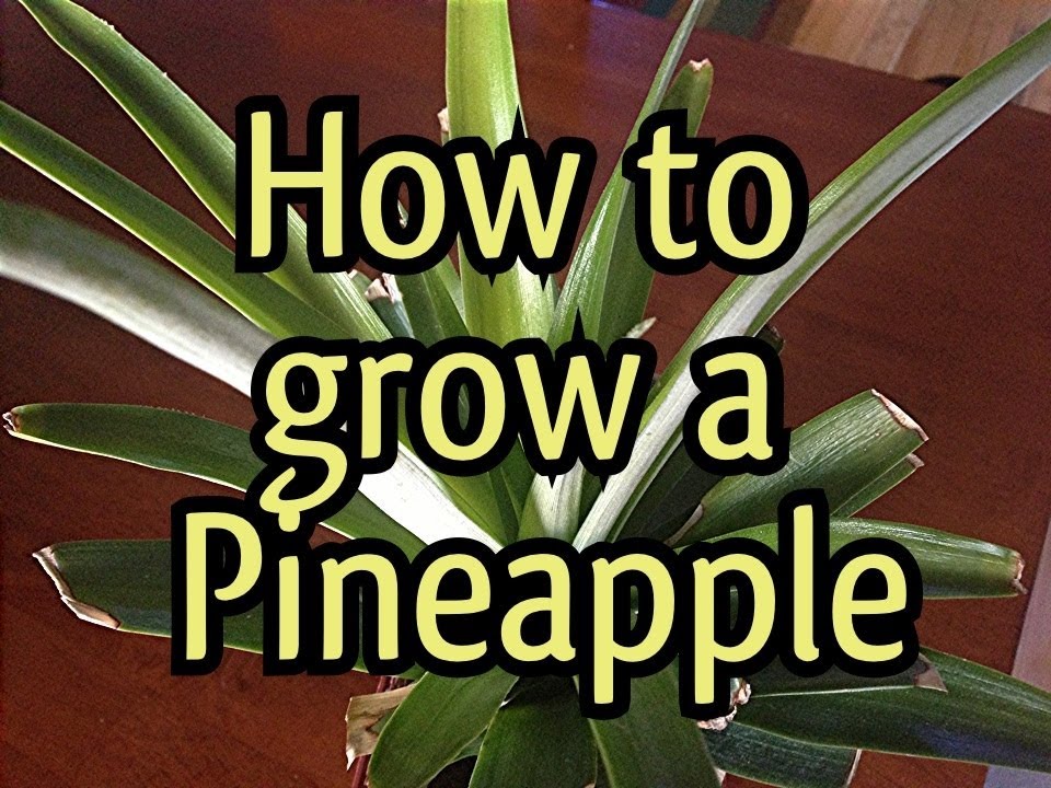 How To Grow a Pineapple Plant In 3 minutes My Pinepapple update, I