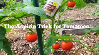 How to Protect your Tomato Plants from Pest and Disease? 🍅 🍅 🍅