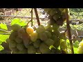 Сорт винограда "Подарок Украине" - сезон 2019 # Grape sort "Podarok Ukraine"