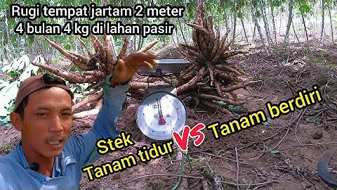 review stek tanam tidur vs stek tanam berdiri usia 4 bulanan