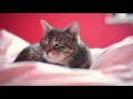 Tired cats  wake up call by volkswagen ireland