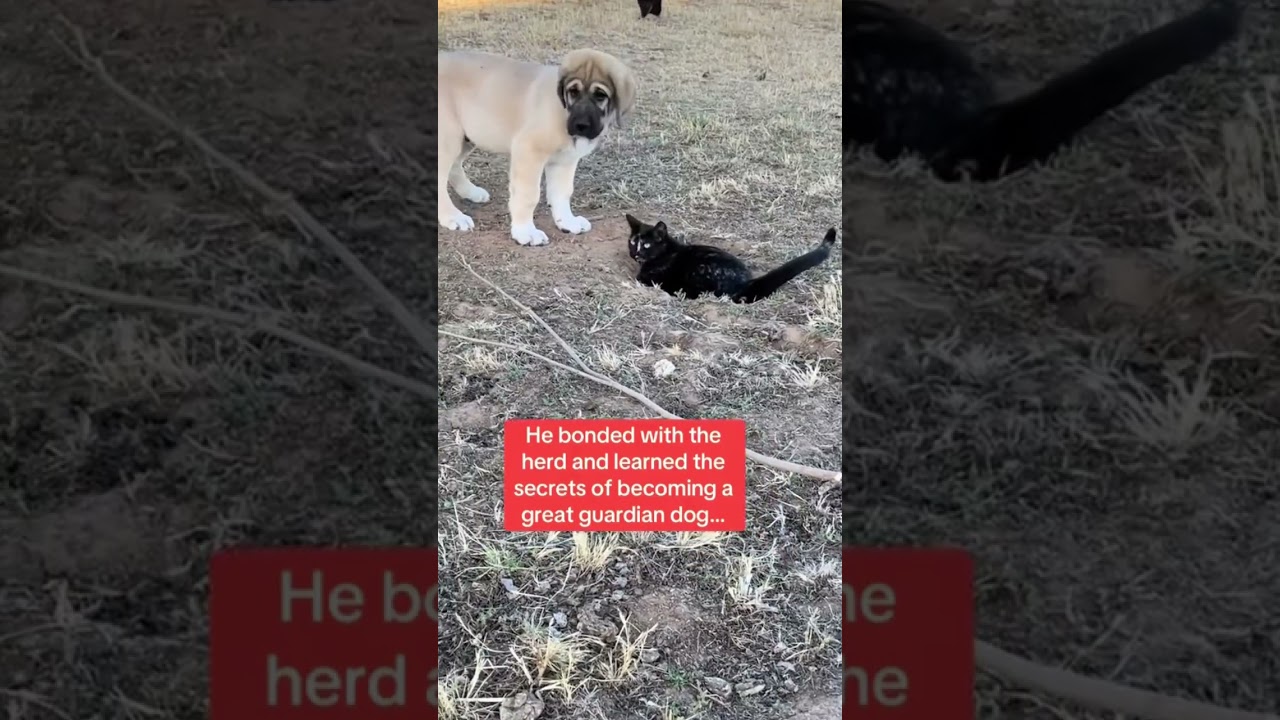 3 yrs ago a mighty guardian was forged in the tradition of zero losses…