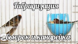 Красношапочный вьюрок и канарейка