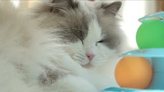 A cat fell asleep suddenly like a newborn infant