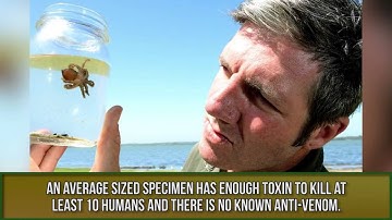 top10 loài động vật nguy hiểm nhất Australia