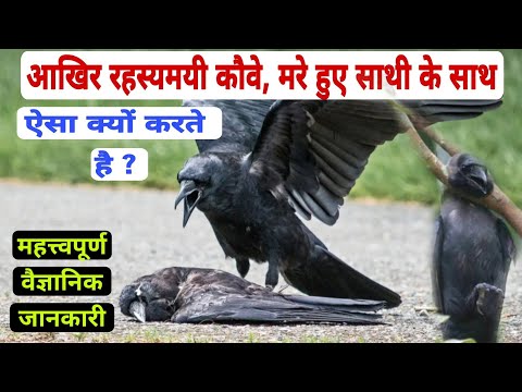 वीडियो: रेशमी कब कौवे करते हैं?