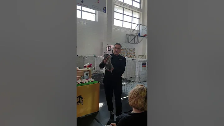 Video 10371031: russian blue cattery, russian blue cat, cat show