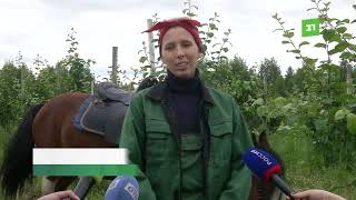 Абрикос – на Урале рос. Фермеры из Челябинской области этим летом соберут первый урожай абрикосов