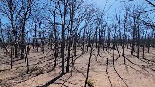 Fire Damage along the Arizona Trail