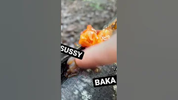 SUS ASMR 