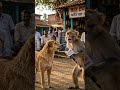 नेत्यांचा विकास आधी की जनतेचा? |#गावठीरिपोर्टर #monkeyinterview #doginterview