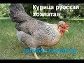 Курица несёт голубые яйца