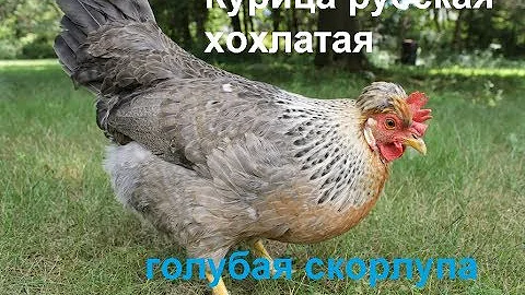 Курица несёт голубые яйца