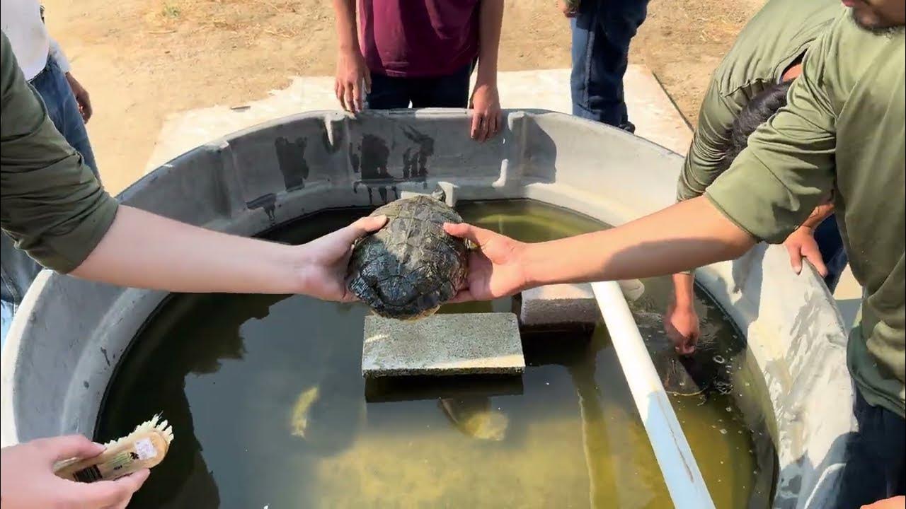 From Prison Cells to Tortoise Shells β Hundreds of Tortoises Teach Life Lessons π’π #nevergiveup From Prison Cells to Tortoise Shells β Hundreds of Tortoises Teach Life Lessons π’π #nevergiveup