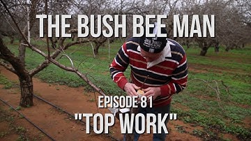 Rebudding an Almond Tree - Episode 81: "Top Work"