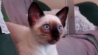 8 weeks Siamese Kitten purring and playing 😻