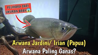 Arwana jardini papua