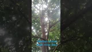 Download Lagu @panen dikebun rambai @buah sudah matang MP3 Download Lagu @panen dikebun rambai @buah sudah matang MP3