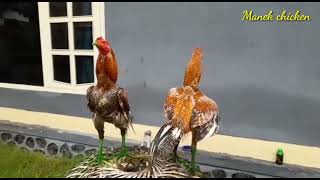 Ayam Pertarungan di Thailand. 