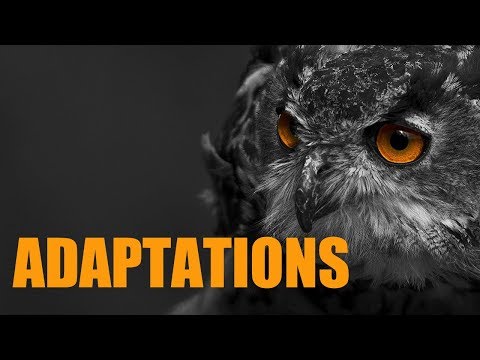 Vidéo: Types D'adaptation