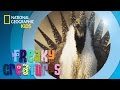 Sage Grouse Mating Behaviors