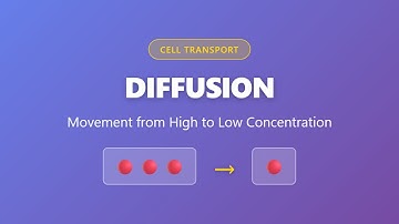 Diffusion Explained: Movement from High to Low Concentration | Cell Transport Biology