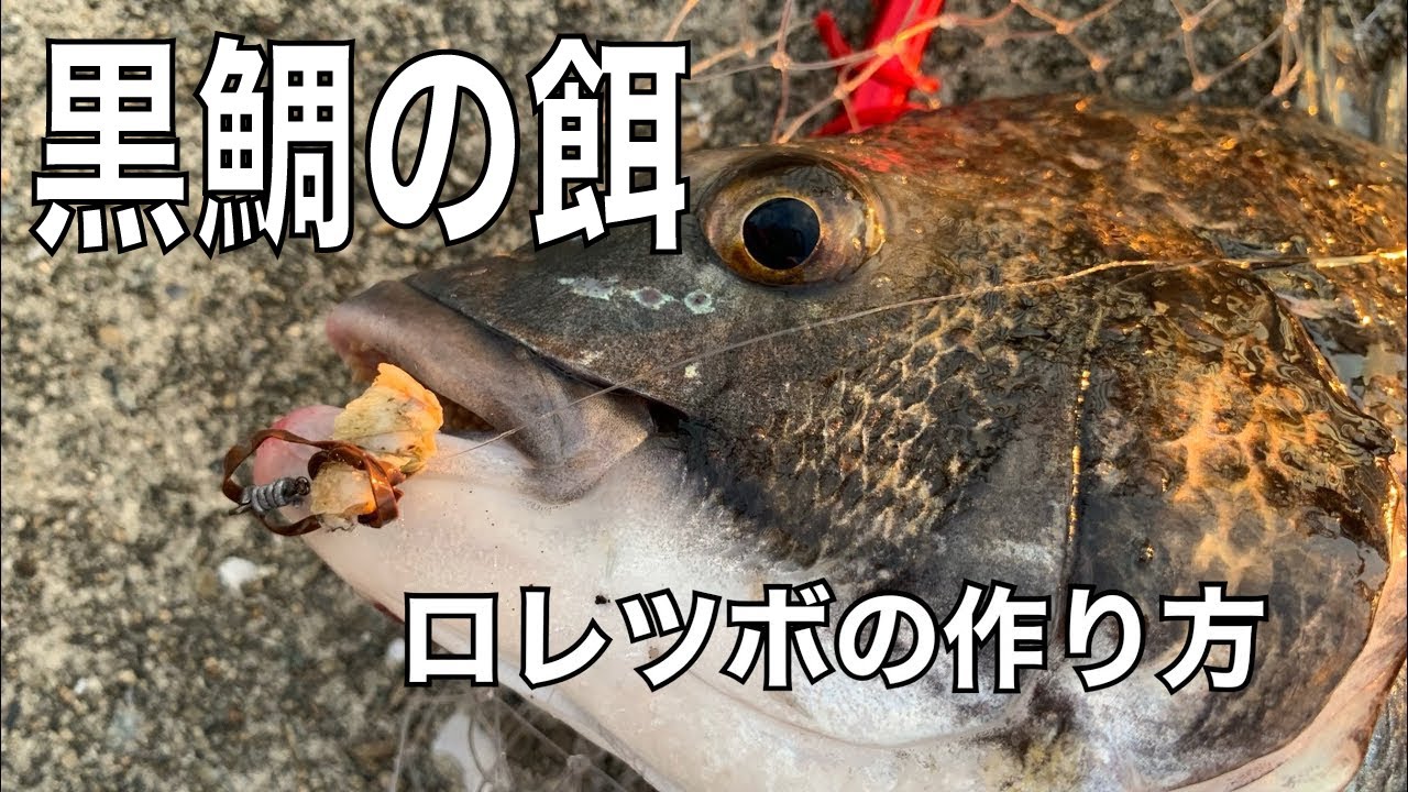 黒鯛ヘチ釣り 落とし込み の餌 必見 皆が知りたかった ロレツボの作り方 Youtube