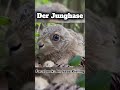 Der Junghase
