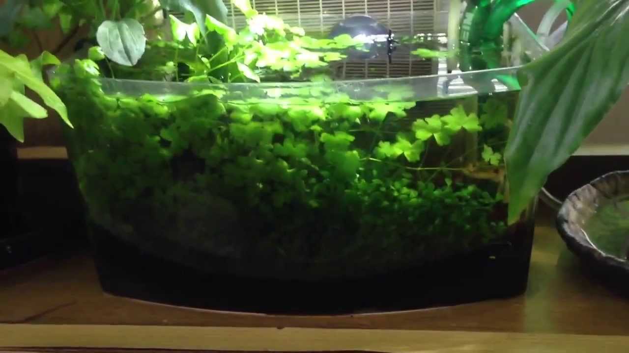 超小型熱帯魚 水草水槽 13 07 27 Youtube