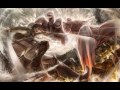 Armored Titan Theme from Shingeki no Kyojin OST (Mika Kobayashi) Ringtone