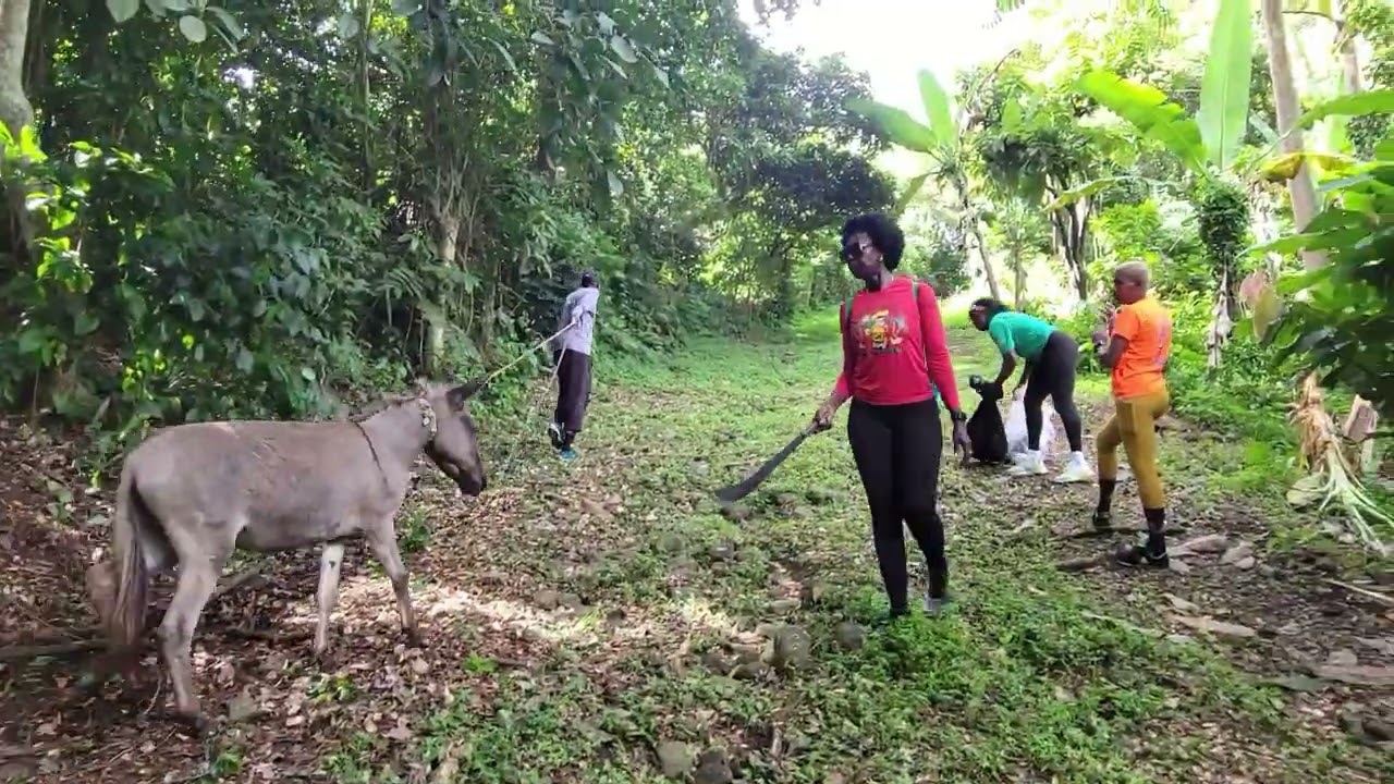 Подготовка к рождественскому забегу № 1378 в The Cocoa, Paradise (Сент-Эндрю, Гренада)