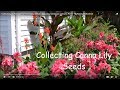 Collecting or Harvesting Canna Lily Seeds - Growing Canna as a House Plant - MyBackyardScience