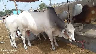 TODAY DANGEROUS SIBBI BULL IN COW MANDI | DANGEROUS BULL KICK VIDEO