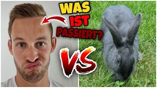 Schustrich Vs Kaninchen - Was Genau Passiert Ist Schustrich S 2.0