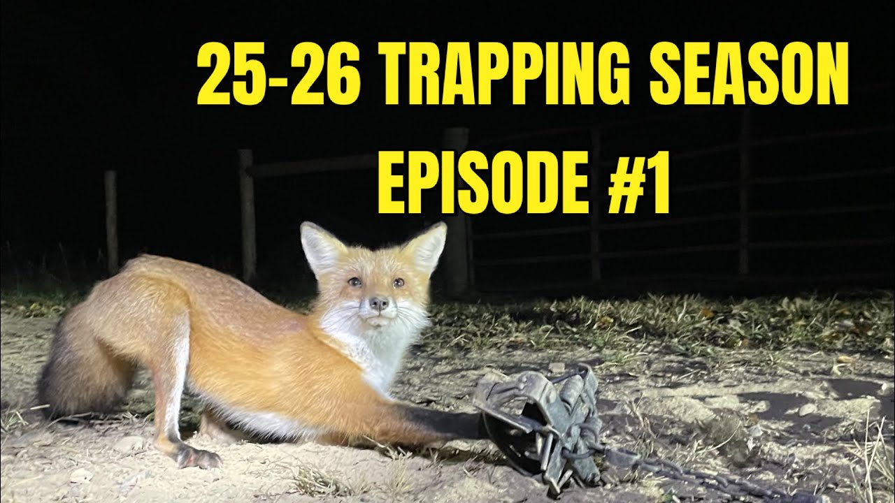 Сезон охоты с ловушками 25-26!!! Давайте начнём!!!