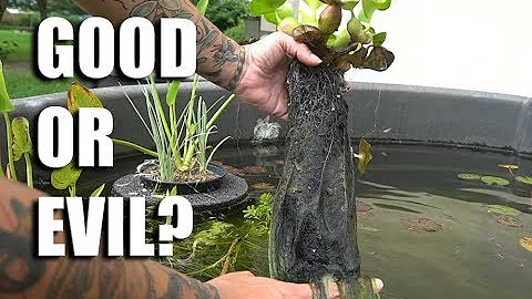 FASTEST growing pond plant- Water hyacinth