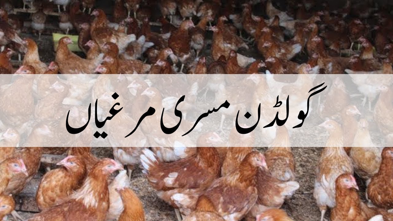 How to Grow DESI MISRI CHICKS/HEN information Karachi Pakistan