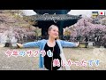 今年のサクラも信じられないぐらい美しかったです!!