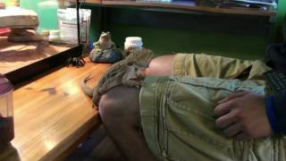 Training your Bearded Dragon