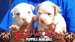 AMERICAN BULLY PUPPIES FOR SALE FROM THE WORLD FAMOUS KILLINOIS KENNELS