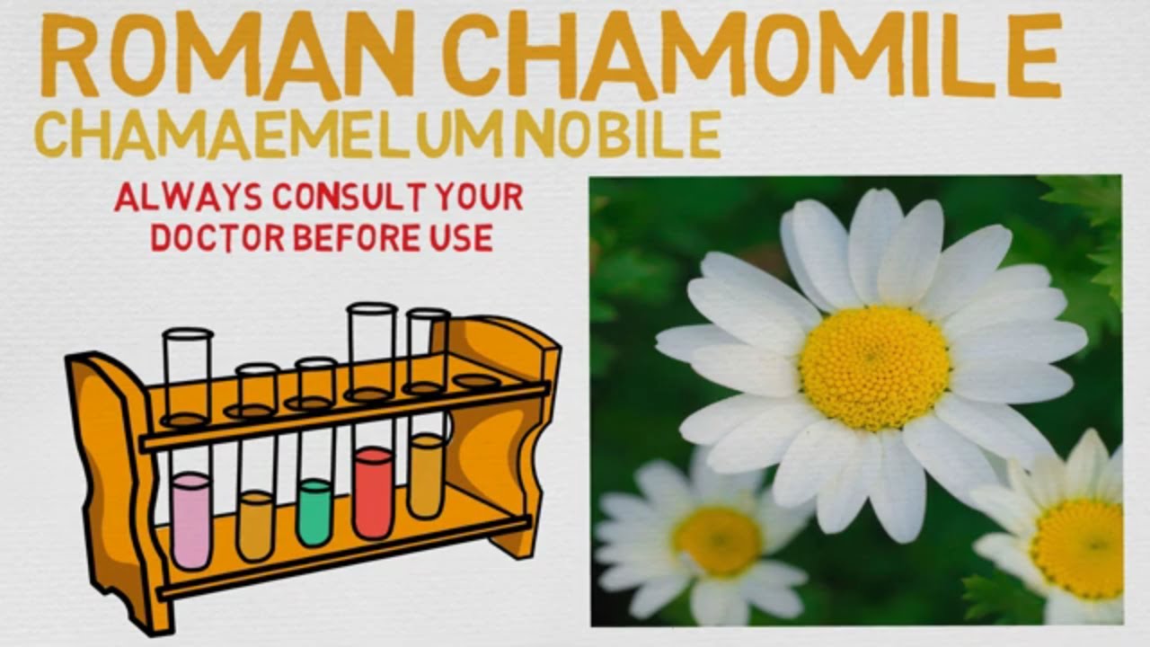 Essential Oil Breakdown: Roman Chamomile Oil! Benefits, Uses, and History (Aromatherapy)