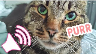 Strange Purring❓ by Samo Tries Cat Stuff 156 views 1 month ago 43 seconds